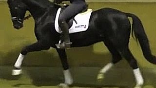 wwwsporthorsesonlinecom 2012 black Hanoverian dressage gelding for sale [upl. by Inol]