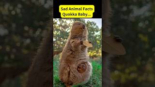 Do Quokkas Throw Their Babies at predators shorts animals facts [upl. by Notlimah]