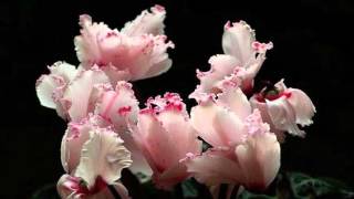 Cyclamen flower HD1080p [upl. by Hatfield]