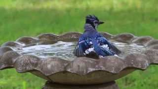 Blue Jay Bird Bath [upl. by Hinckley]