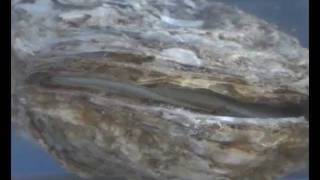 Hatchery Spawning by Thermal Shock of the American Oyster 0910wmv [upl. by Yelda]