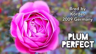 PLUM PERFECT ROSE plant by KORDES 2009 Germany バラ プラム パーフェクト [upl. by Reiko]