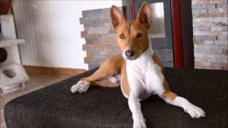 Deep conversation with a basenji [upl. by Nylrak48]