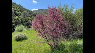 Cercis occidentalis Western redbud [upl. by Gillett]