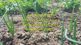 Companion Planting Onions [upl. by Washburn]