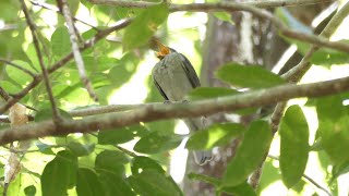 Screaming Piha Lipaugus vociferans male singing screaming French Guiana [upl. by Esther319]