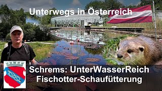 Niederösterreich Waldviertel  Schrems  Fischotter Schaufütterung [upl. by Assenat]