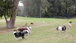 Border Collies [upl. by Nelleyram492]