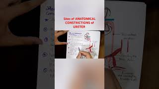 sites of ANATOMICAL CONSTRICTIONS of URETER explained in 1 minute anatomy ureter anatomyexplained [upl. by Sibelle219]