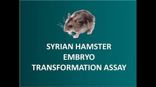 Syrian Hamster Embryo SHE Cell Transformation Assay CTA 🐭 [upl. by Sukcirdor735]