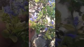 Plant Collection Blue Plumbago Plumbago auriculata Cutting For HomeLandscaping landscaping [upl. by Ligriv]