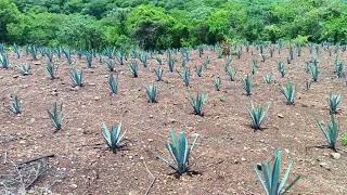 El agave recién plantado ya se está agarrando [upl. by Allekram]