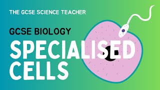 GCSE Biology Lesson 2 Specialised Cells AQA OCR Edexcel [upl. by Ystap]