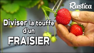 Multiplier une touffe de fraisier [upl. by Llerruj877]