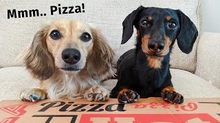 The Dogs ATTEMPT To Order a Pizza  Get Busted by Eufy Pet Camera [upl. by Smoht]