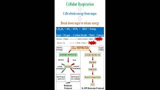 Cellular Respiration Meaning and Equation geneticteacher [upl. by Pammie]