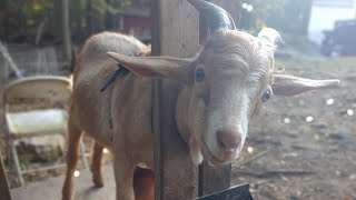 How to Band a Goat  How to Castrate a Buck  Weathering Cinnamon [upl. by Einaj948]