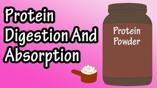 Protein Digestion And Absorption  Protein Metabolism [upl. by Nalyr]