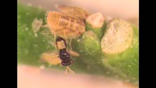 Tamarixia radiata Parasitizing an Asian Citrus Psyllid [upl. by Bing]