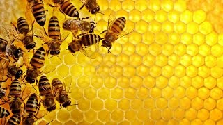 Jon Entine debunks neonic pesticides theory linked to honeybee collapse [upl. by Narej]