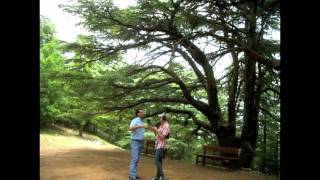 The World Cedar Trees in Lebanon [upl. by Jezabella389]