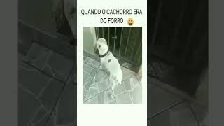 CACHORRO DANÇANDO FORRÓ [upl. by Enyallij]