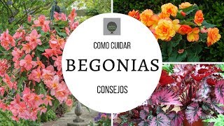 COMO CUIDAR BEGONIAS  TIPS DE UN CORRECTO CULTIVO [upl. by Volnay]