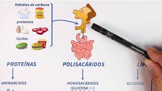 GLUCÓLISIS paso a paso Bioquímica [upl. by Jesus196]