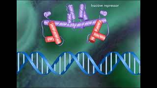 TRYPTOPHAN OPERON [upl. by Naryt]