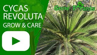 Cycas revoluta  grow amp care [upl. by Bunting953]