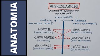 Come sono fatte le articolazioni [upl. by Yatnuahc]