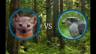 Marten vs Goshawk [upl. by Aititil]