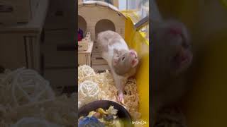 hamster cuteanimal animals animalshorts pets cute ❤️ [upl. by Lowell864]