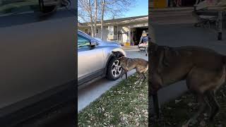 Cadaver dog finds human remains SAR K9 [upl. by Yrreb]