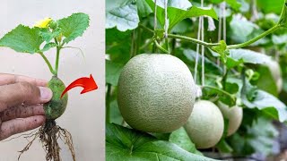 Best skills How to grow Cantaloupes tree from cantaloupe fruit in pot [upl. by Oregolac]