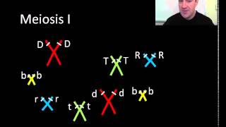 Meiosis part 1 of 2 [upl. by Chen]