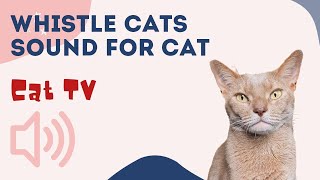 WHISTLE CAT CALL ˶•ﻌ•˵ Sounds that attract cats 🐱 Your cat will come running to you CAT TV [upl. by Jaella385]