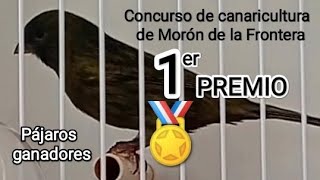 Concurso de canaricultura de Morón de la Frontera [upl. by Arze]