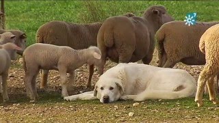 Cooperativa de corderos de la Comarca de Los Pedroches [upl. by Aneehsyt702]