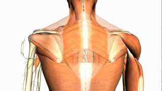 Extrinsic muscles of the back  Anatomy Tutorial [upl. by Annayoj246]