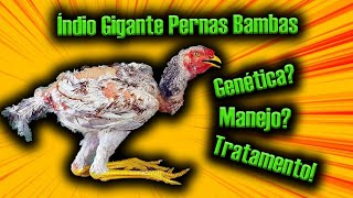 Galo Índio Gigante com Perna Bamba Genética ou Manejo Indio Gigante Perna Bamba como Tratar [upl. by Ahsietal]