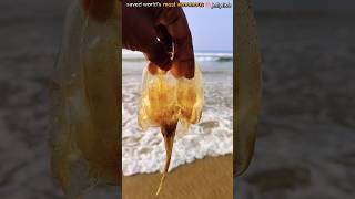 Saving lives Rescuing a venomous compass Jellyfish🪼 abhifishinglife fishing shorts [upl. by Barvick764]