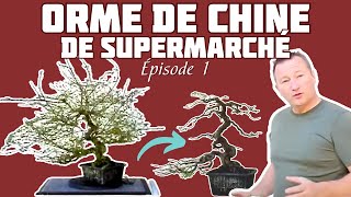 Comment Former un BONSAÏ avec un ORME DE CHINE  Épisode 1  🌱 NEJIKAN BONSAI 🌱 [upl. by Ahseet873]