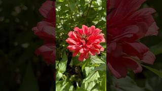 Look What I Spotted In Our Zinnia Garden Today So Gorgeous [upl. by Millian]