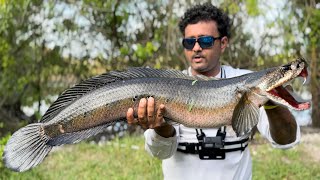 Day 3 Snakehead Smack Down Challenge We Found A Local lake With River Monsters [upl. by Treb908]