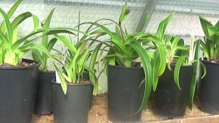 My phragmipedium culturePart 1 [upl. by Cassi]