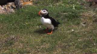 Puffin walk [upl. by Aliac]