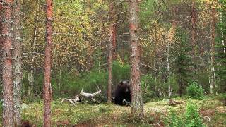 GLOUTON et OURS en FINLANDE wwwarcencielvideocom [upl. by Timms770]