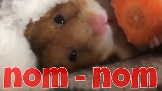 Hamster nomnom [upl. by Sayers]