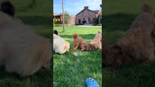 The most DANGEROUS dog breeds goldendoodle scary cute [upl. by Whelan557]